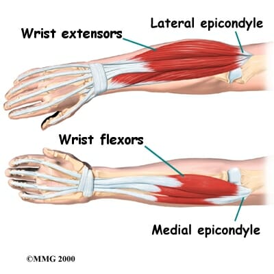 forearm extensor muscles